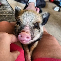 Pig